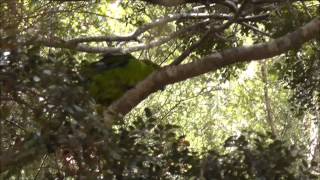 Kakariki the yellowcrowned parakeet [upl. by Terriss]