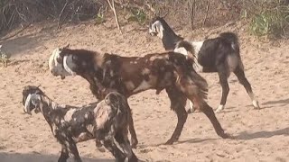 He goat meeting time with she goat in group of cattle in desert area [upl. by Aleusnoc429]