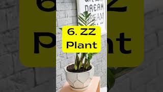 12 Lush Indoor Plants plants houseplants indoorplants [upl. by Carmencita]