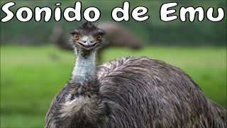 Sonido de emu Call birds Emu [upl. by Bathsheba]