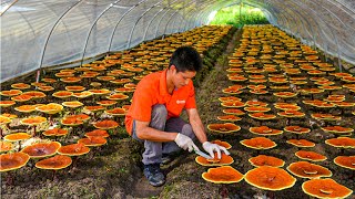 Reishi Mushroom Growing Process  How Red Reishi Mushrooms Are Grown  Amazing Reishi Mushroom Farm [upl. by Cordeelia]