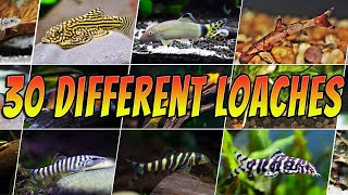 30 Best Types of Loach  Rare amp Common Aquarium Fish  Loaches List [upl. by Edyak]