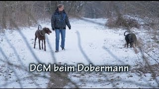 DCM beim Dobermann Full HD [upl. by Leola]