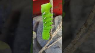 Caterpillar stage of the Vine Sphinx Moth [upl. by Ahsienat]