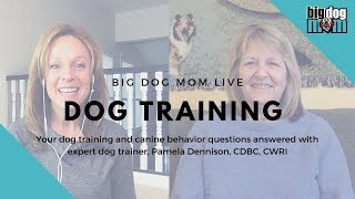 Your Top Dog Training Questions Answered Big Dog Mom Live QampA with Pamela Dennison CDBC CWRI [upl. by Ynogoham39]