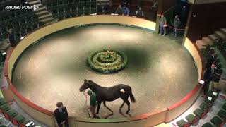 Galileo filly sells to Godolphin [upl. by Dove]