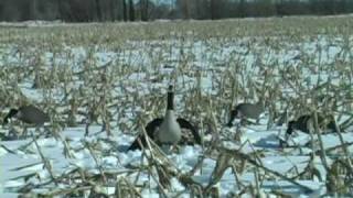 Wing Flapping and Moving Goose Decoy Wing Waver Decoys [upl. by Honna]