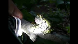 Listen to this tree frogs mating call [upl. by Eednam]