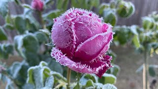 Roses In Frost [upl. by Hardden]