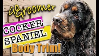 Grooming a Cocker SpanielBreed Standard Trim [upl. by Nye]