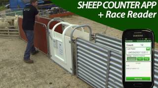 Sheep Counter App  Single Race  Shearwell [upl. by Blau]