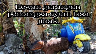 Hewan garangan jinakmengikat garangan dibawah pohon pisang‼️ garanganjinak [upl. by Ydnew]