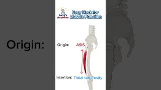 Easy Hack for Muscle function [upl. by Enaed418]