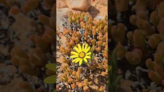 Brilliant Yellow flowers in stark dry conditions [upl. by Nairrad]