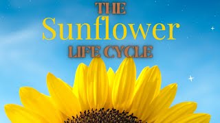 The Sunflower Life Cycle for Kids [upl. by Nwahsad123]