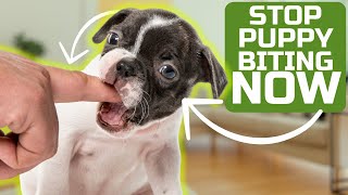 How To Stop Puppy Biting Easily [upl. by Inimod]