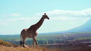 giraffe animal bideo  what if animal were round giraffe manor kenya giraffe lovegiraffebideo [upl. by Romonda]