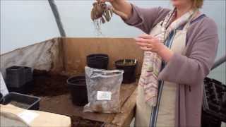 How to plant dahlia tubers [upl. by Winthorpe81]