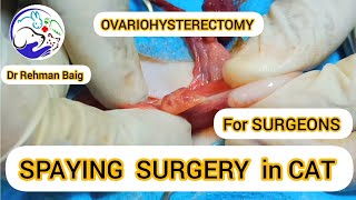 COMPLETE SPAYING SURGERY IN CAT  VET SURGEONS  Dr REHMAN BAIG [upl. by Llij]