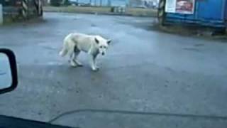 Dog Dancing To Music Coming From A Car [upl. by Kruter]