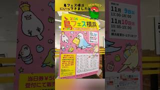 2024 鳥フェス 横浜にいってきました コザクラインコ 鳥フェス [upl. by Orvil711]