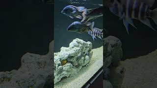 Beautiful African Cichlid Aquarium [upl. by Ytsirhk830]