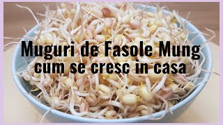 Muguri de fasole mung  Cum ii cresc in casa [upl. by Iolenta974]