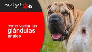 ¿Cómo vaciar las glándulas anales de mi perro 🐶🐾 Consejos veterinarios perro [upl. by Ardnuahs]