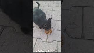 Günaydın kış modası pazartes kediler katze asmr dua destek keşfet merhamet [upl. by Perrine102]