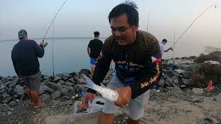 Amazing Fishing Video ll Milkfish Fishing ll Dubai UAE [upl. by Annaitat]