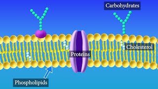 Cell Membrane Structure and Function [upl. by Pam]