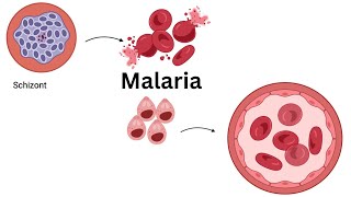 UNDERSTANDING the LIFE CYCLE of PLASMODIUM falciparum Stages of Malaria Infection Explained [upl. by Tamanaha471]