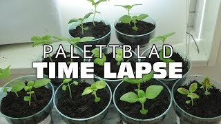 TIME LAPSE  Palettblad [upl. by Jocko722]