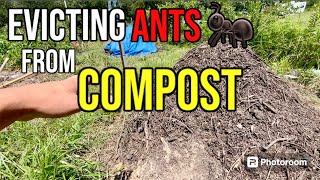 Evicting Ants From Your Compost Pile  Permaculture QampA 26 [upl. by Einiffit885]