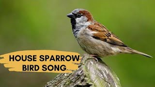 House Sparrow Sounds Calling And Chirping [upl. by Helga]