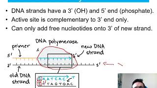 Mr Phillips A Level Biology 111 DNA replication [upl. by Drofliw]