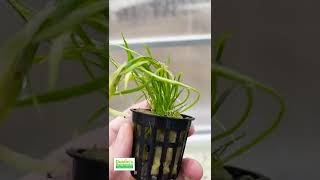 Lilaeopsis Brasiliensis Aquarium Plant For Sale [upl. by Terrilyn]