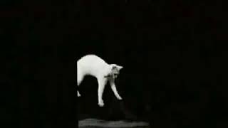 Falling Cat 1894  ÉtienneJules Marey [upl. by Llenna801]