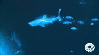 Great White Shark has a Midday Meal September 19 2011 [upl. by Anyehs]