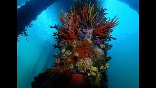 Busselton jetty diving [upl. by Tierza72]