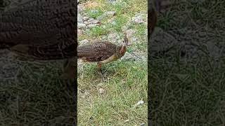 beautiful peahen babies 🦚birds birdloves [upl. by Sugna530]