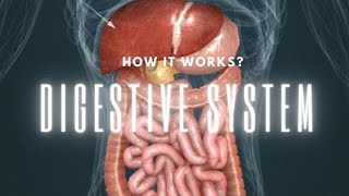 Digestive System  3D ANIMATION  DIGESTION  SUBTITLE [upl. by Alyehs]