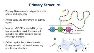 Structure of Protein  Primary Secondary Tertiary and Quaternary [upl. by Annoek]