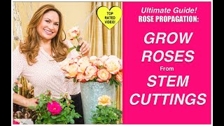 HOW TO MAKE MORE ROSE PLANTS🌹Grow Rose Plants From Cuttings Shirley Bovshow [upl. by Harbed]