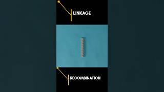 Linkage and Recombination Neet pyq ncert geneticslinkagerecombination class12biology [upl. by Rosmunda]