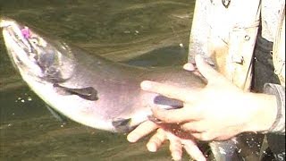 Chilliwack River Vedder River Salmon run Fall of 2013 BC Canada [upl. by Bahner]