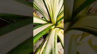 Indoor plants furcraea🪴 short video 😊 [upl. by Pleasant]