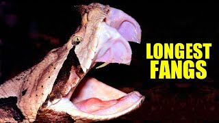 Gaboon Viper Facts the LONGEST SNAKE FANGS 🐍 Animal Fact Files [upl. by Tommi]