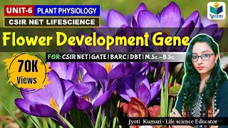 Flower Development Genes in Arabidopsis  CSIRNET  GATE  BARC  Plant Biology [upl. by Pomfrey]