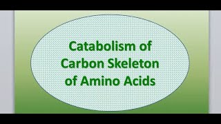 Catabolism of Carbon Skeleton of Amino Acids  Biochemistry  Ample Medical Lectures mbbs [upl. by Colvert]